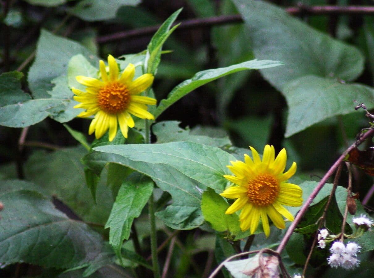 Venegasia 6
