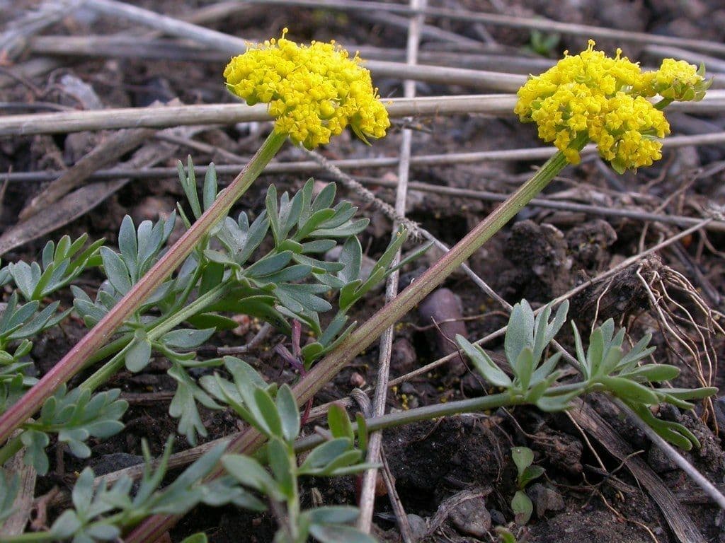 Lomatium 7