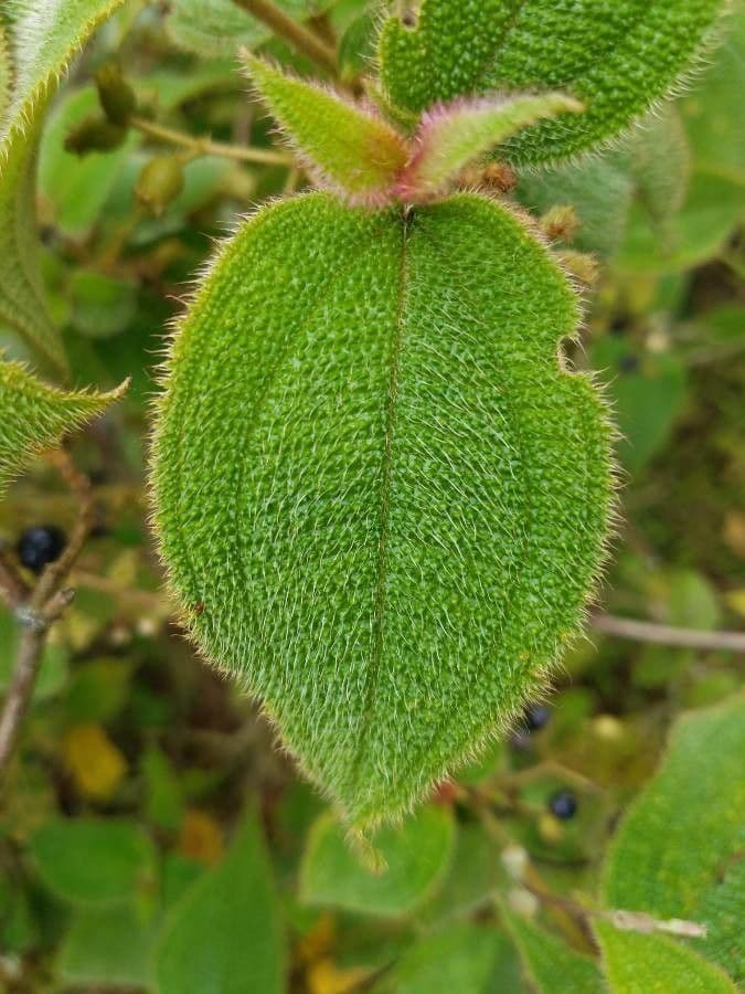 Miconia pendente 12