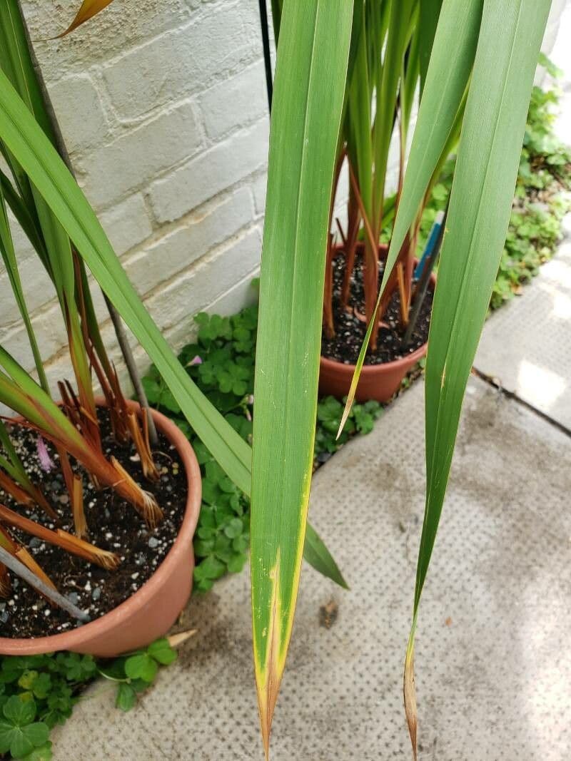 Watsonia 4