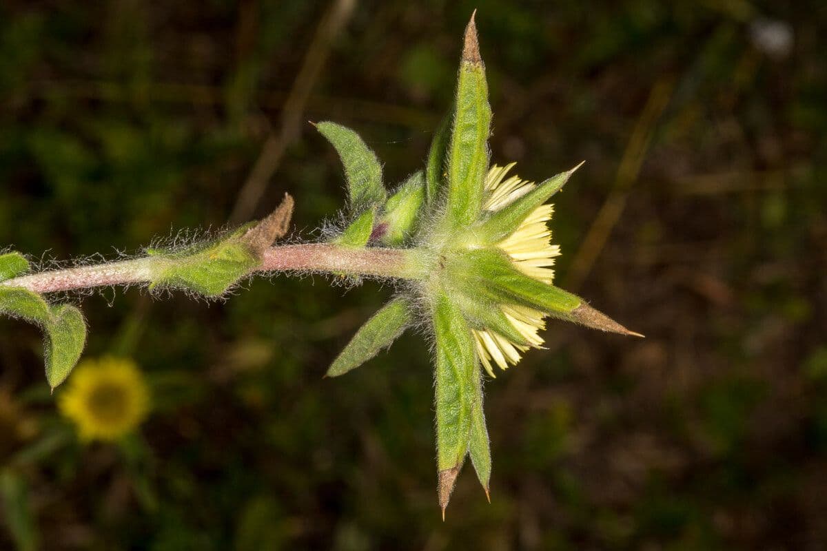 Asteroide spinoso 22