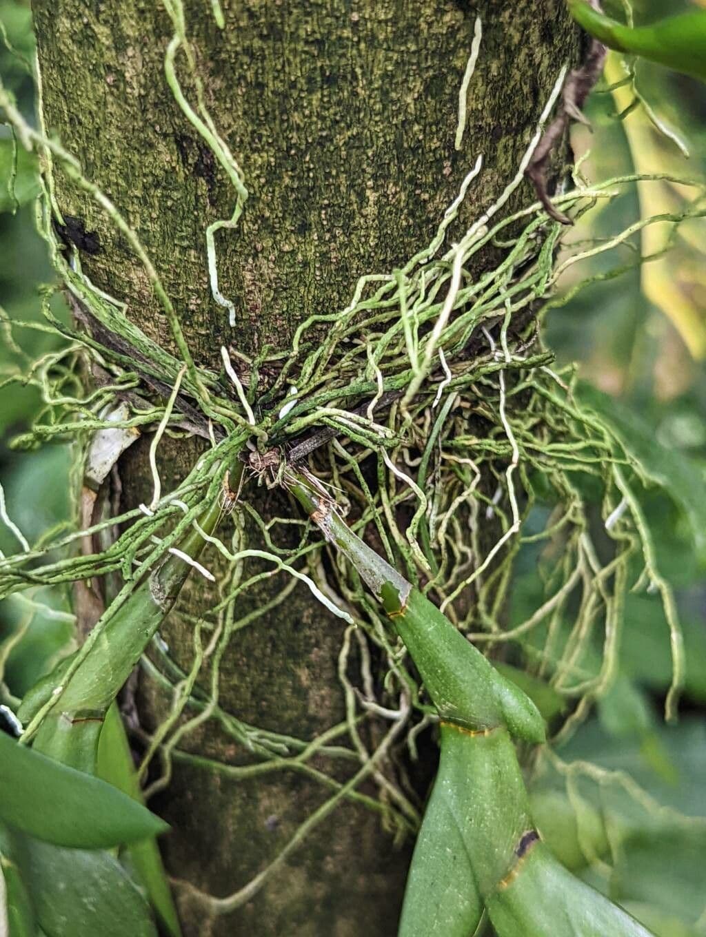 Dendrobium 7