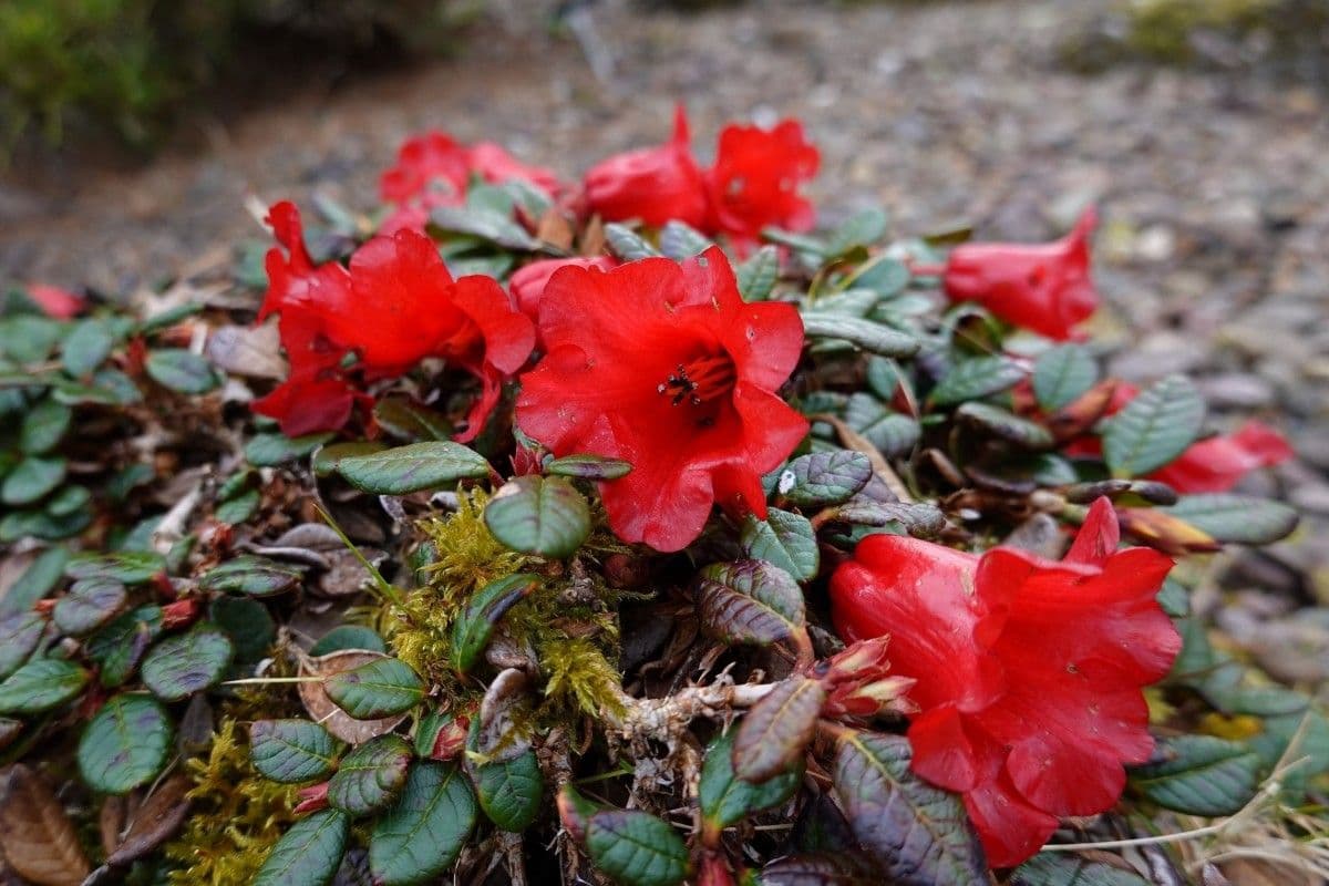Rododendro 3