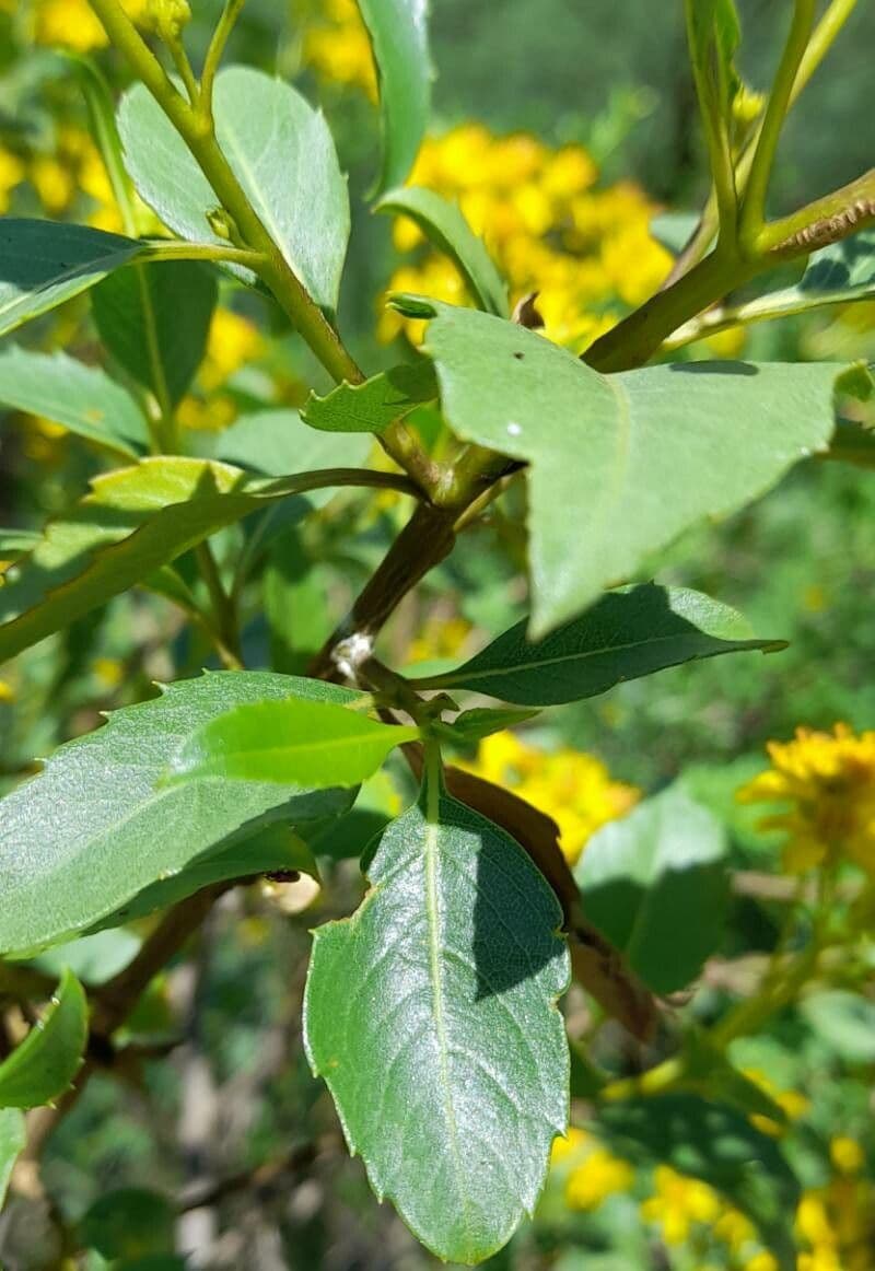 Flourensia thurifera 5