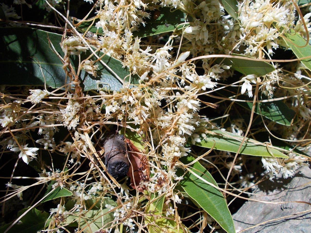 Dodder del cañón 4