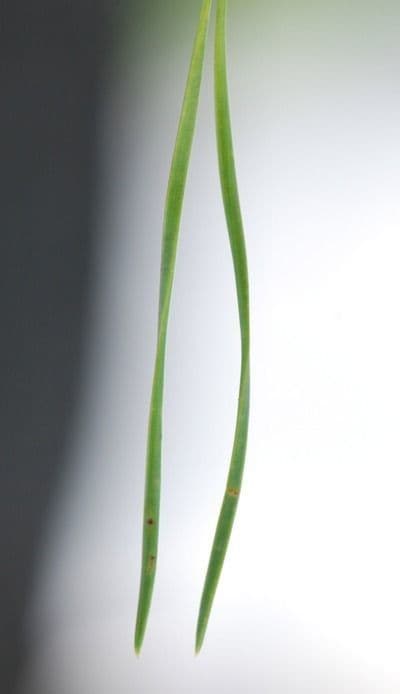 Sosna Scotta 26