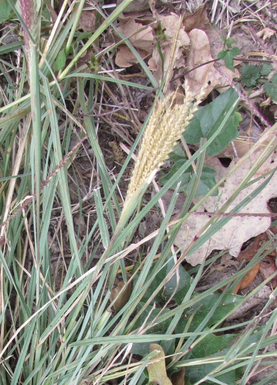 Chloris verticillée 9