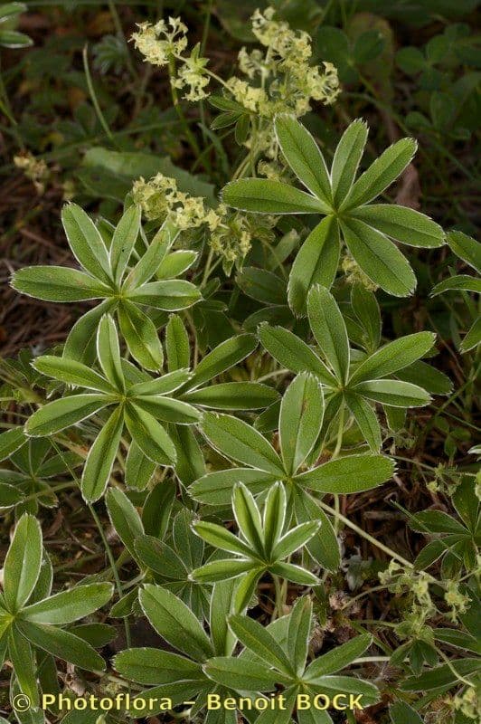 Przytulia blada 11