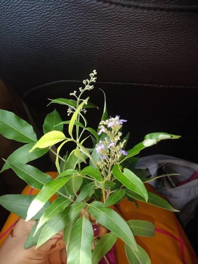 Vitex 14