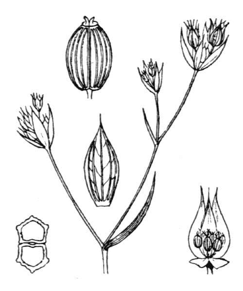 Bupleurum di Balden 25