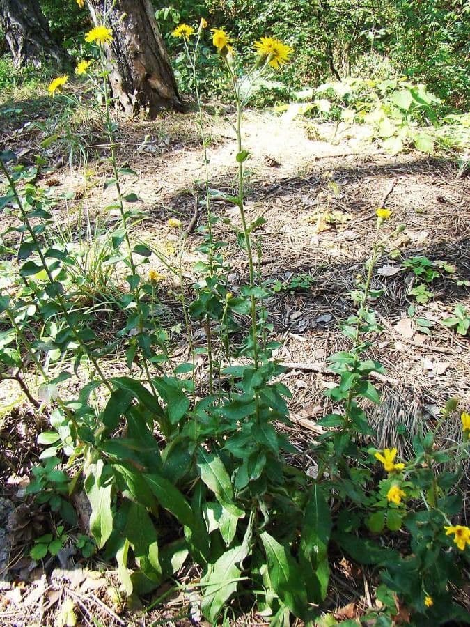 Racemose hawkweed 6