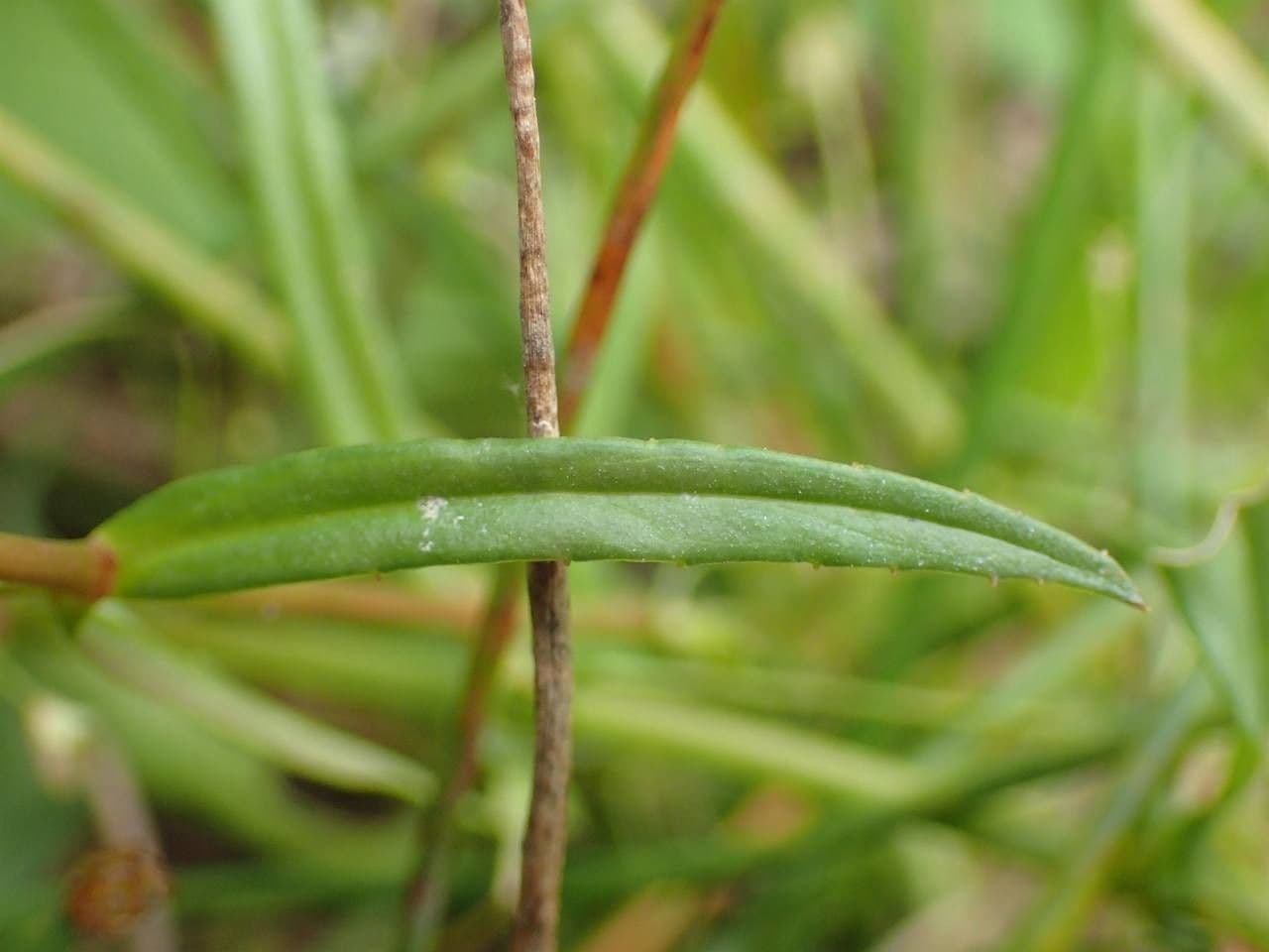 Veronica scudata 24