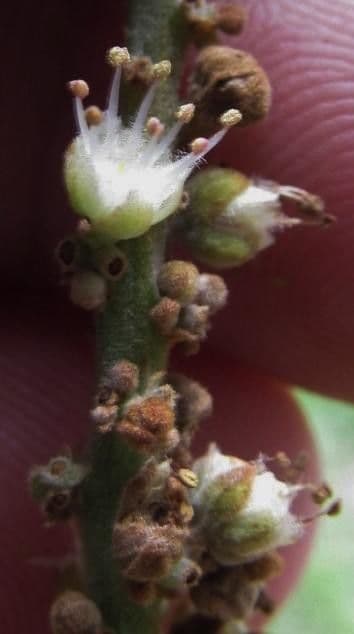 Cupania rossastra 6