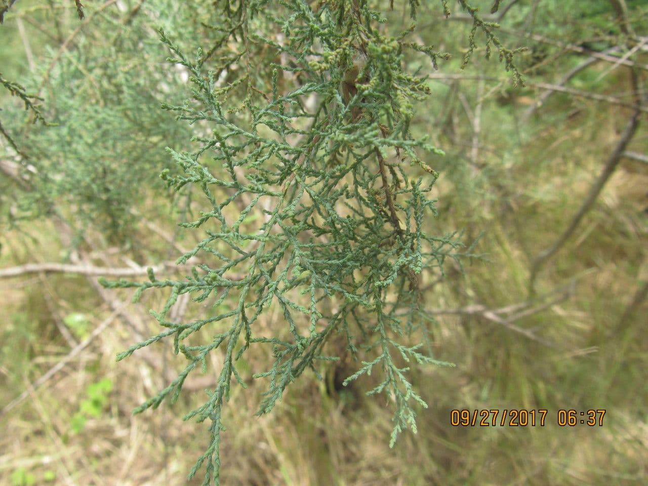 Tamariz 12