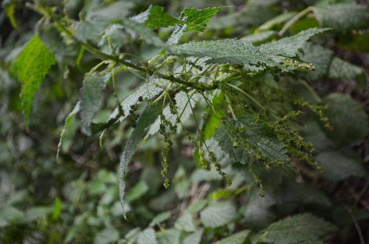 Ortica morifolia 5