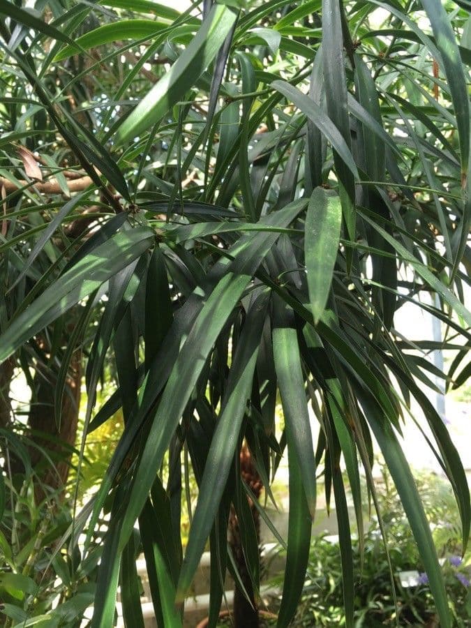 Podocarpus milanjianus 2