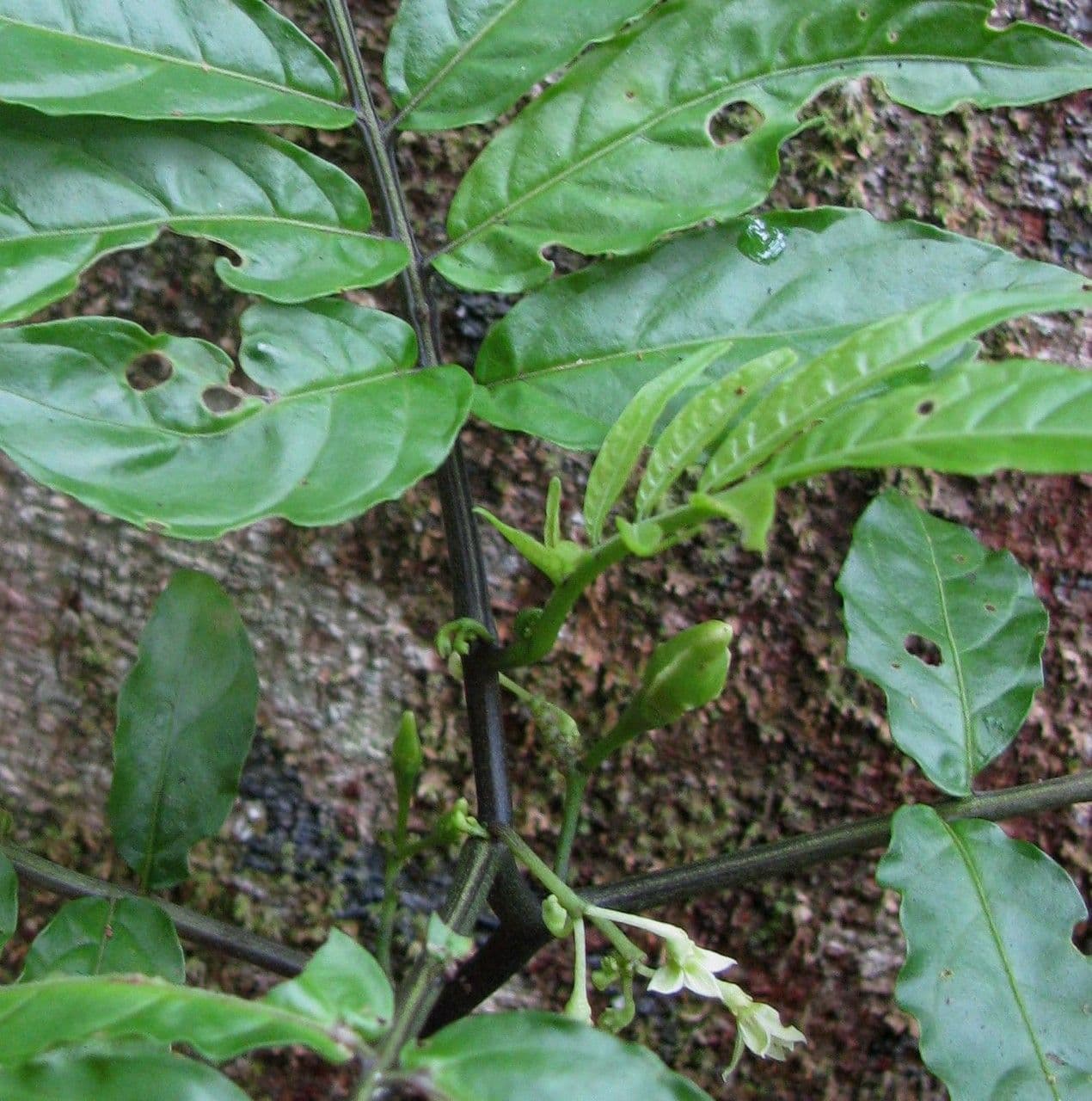 Solanum trizygum