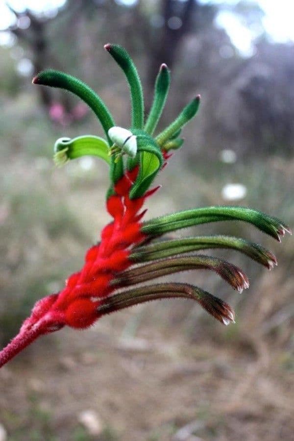 Anigozanthos 2