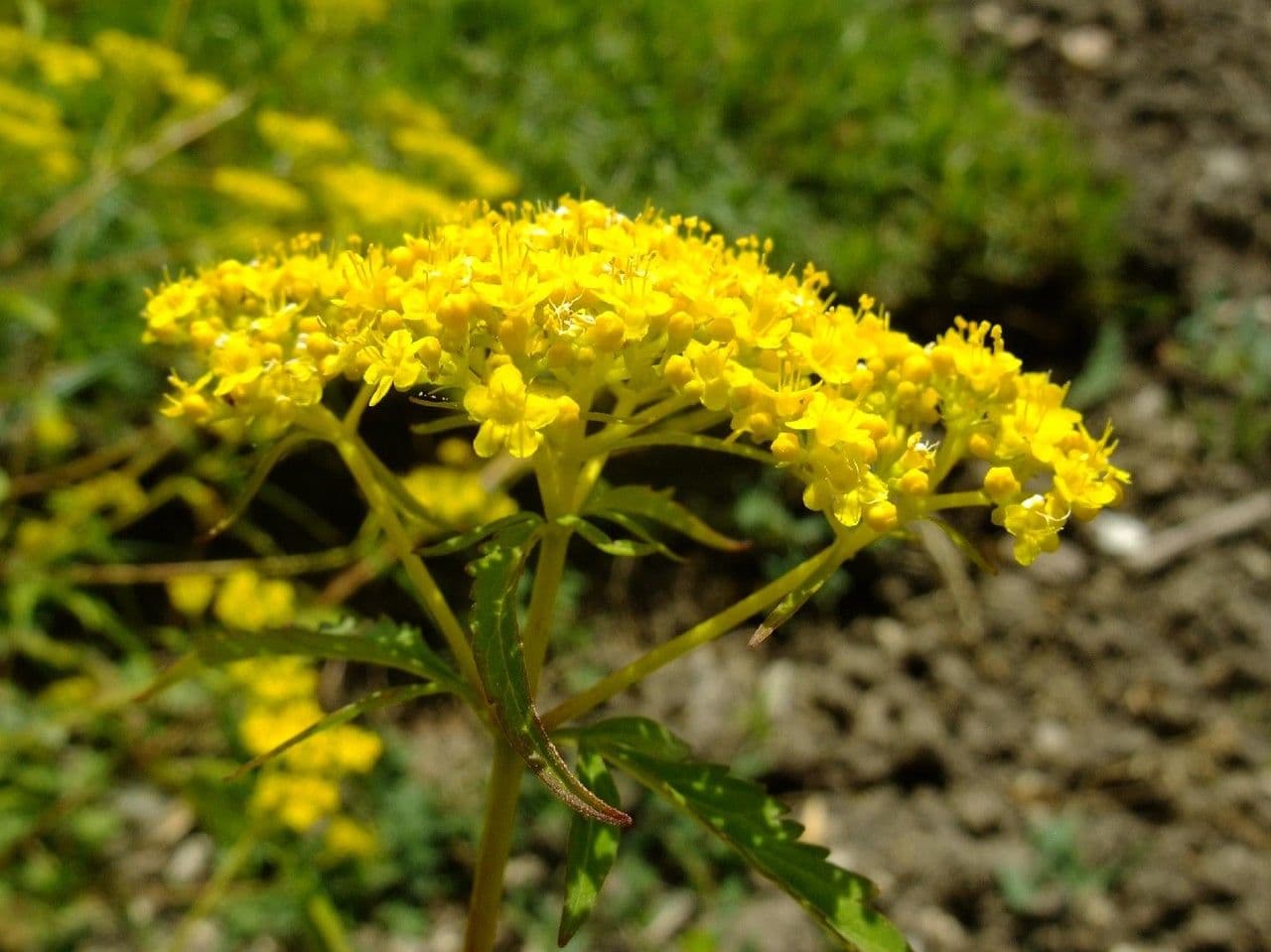 Patrinia 2