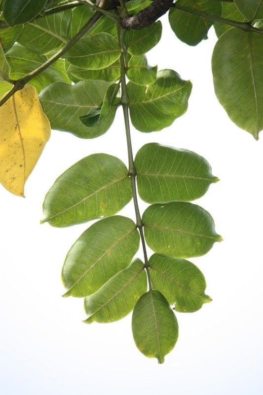 Polyscias 14