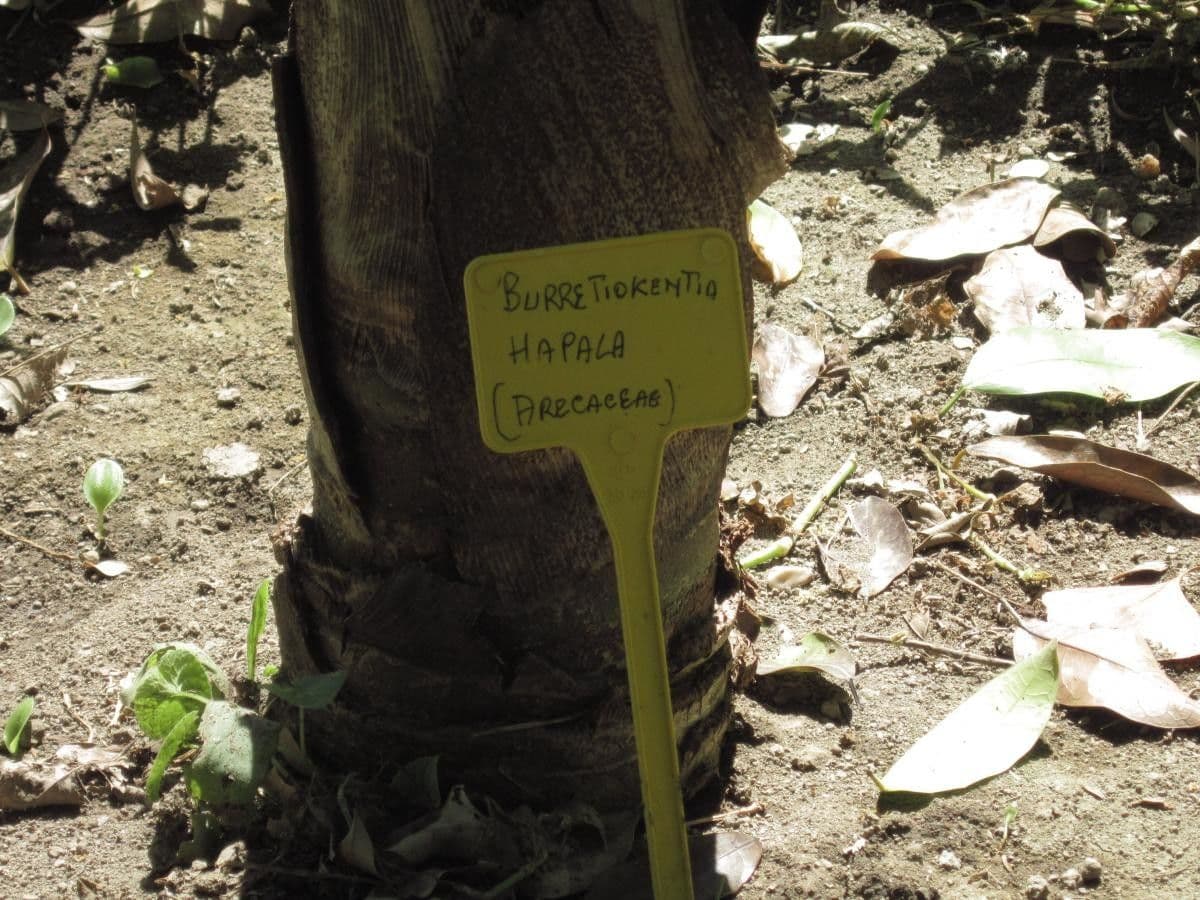 Burretiokentia hapala 3