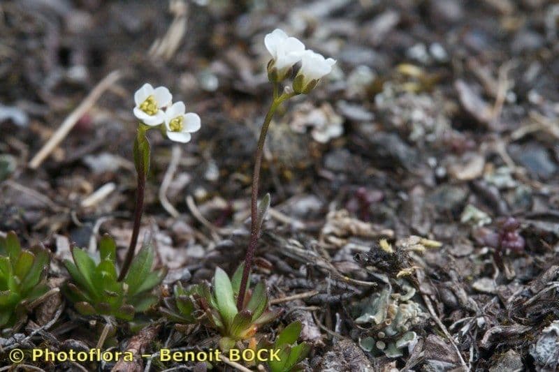 Draba di Fladnitz 5