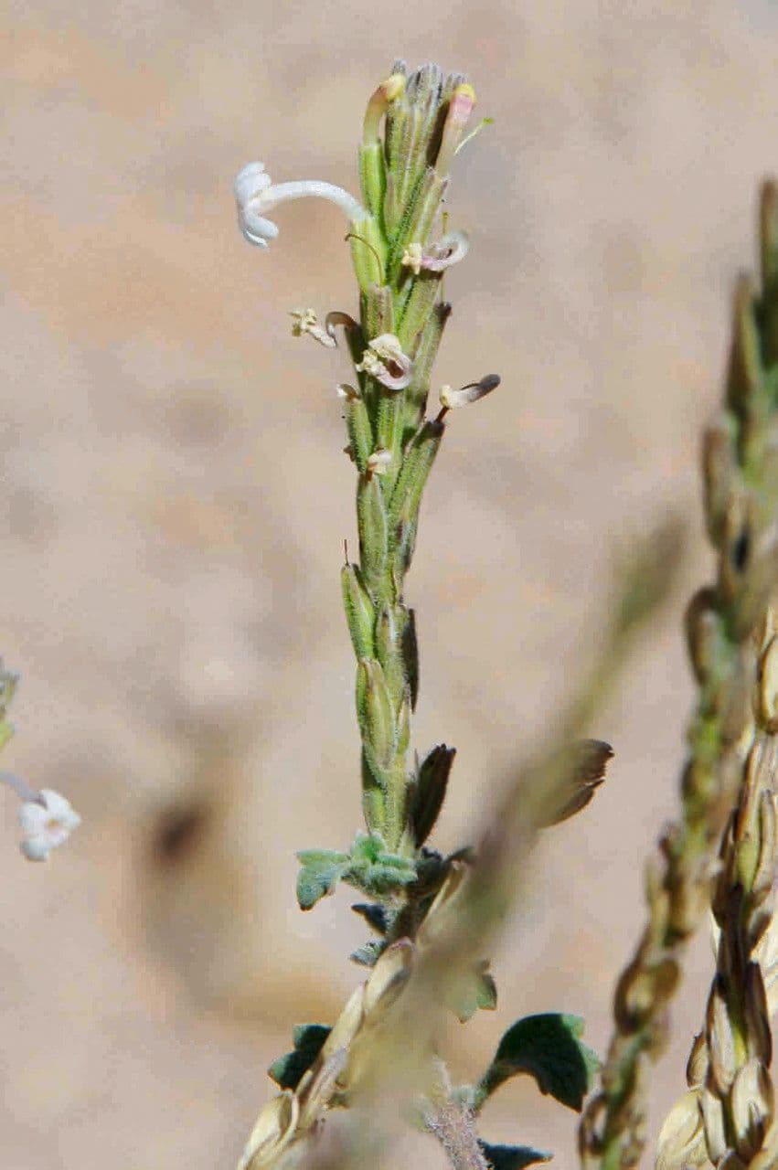 Chasmanthium 2