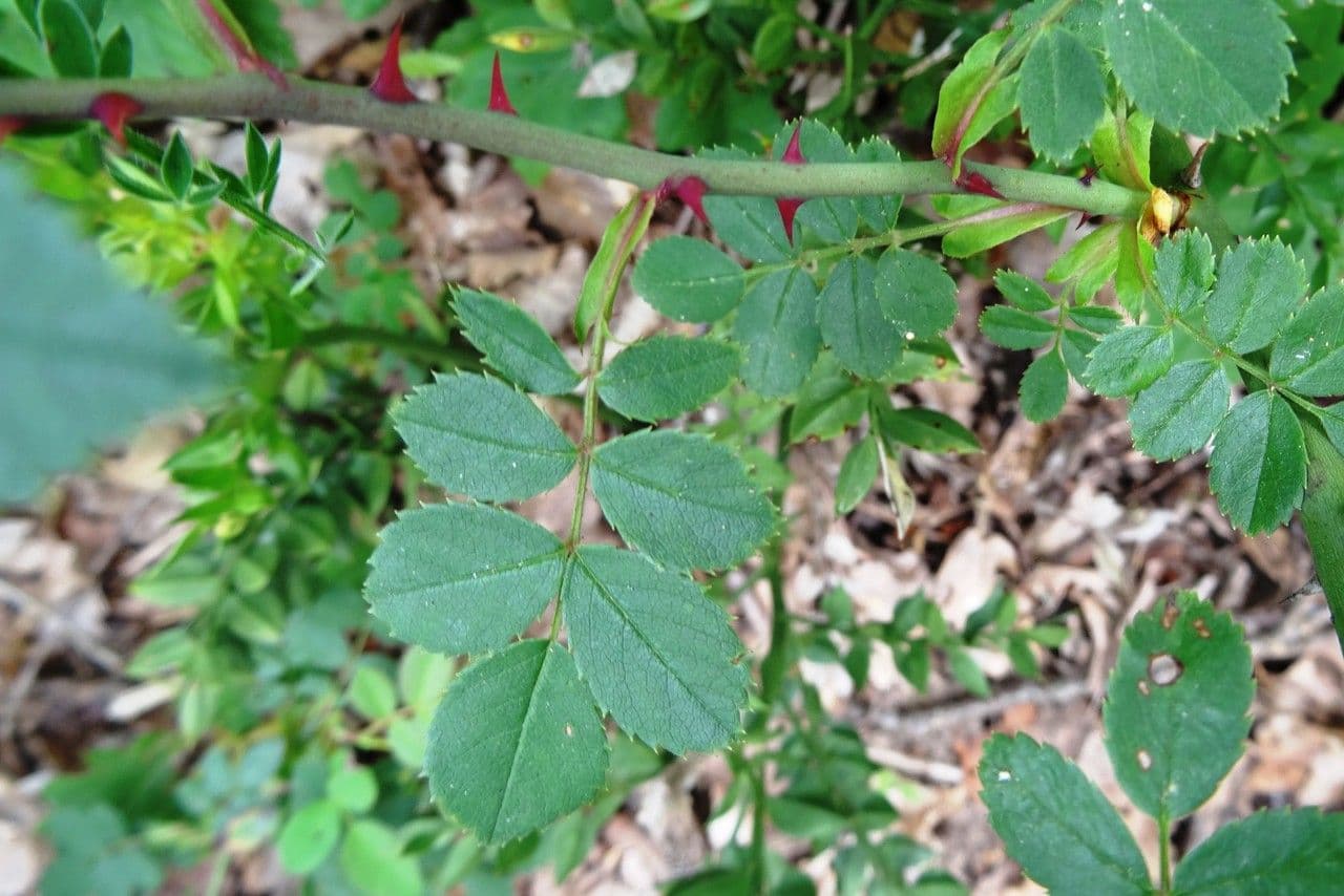 Rosa 20