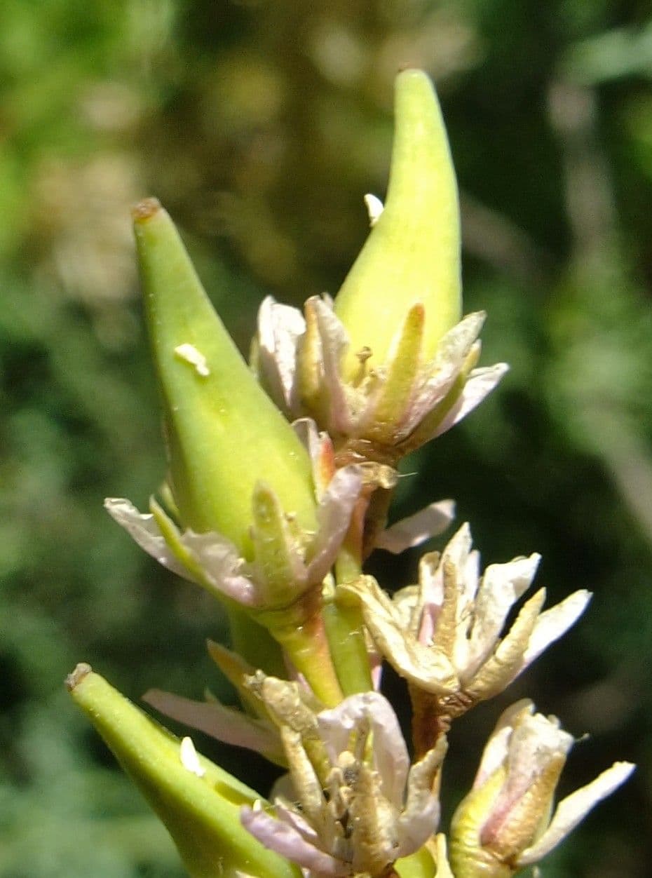 Miricaria germanica 3