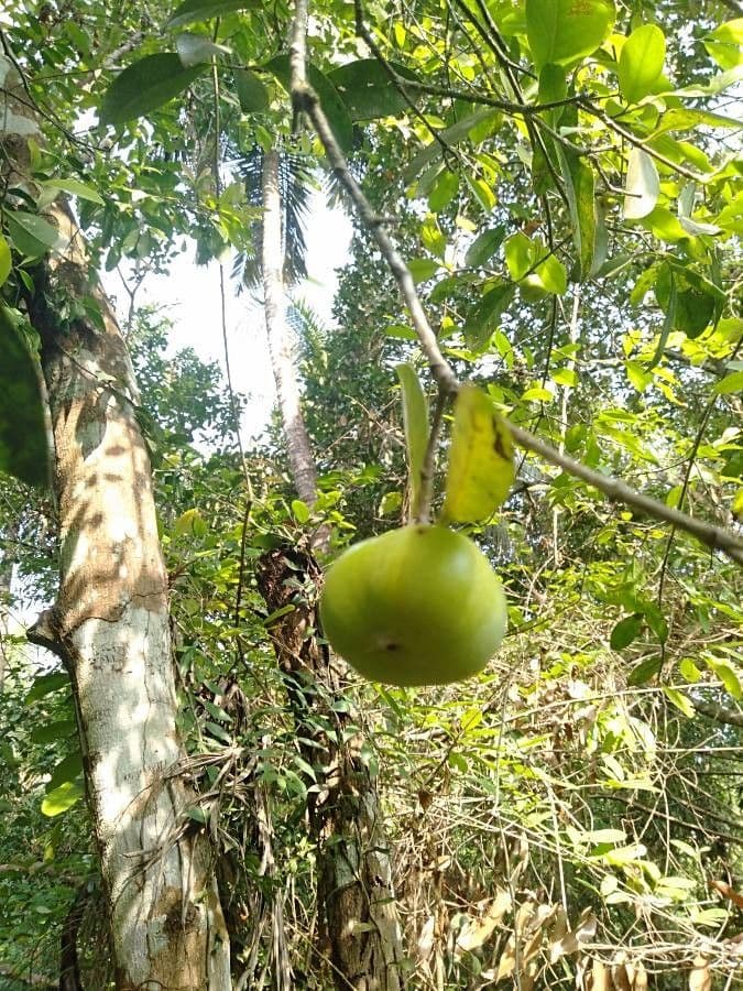 Garcinia 2