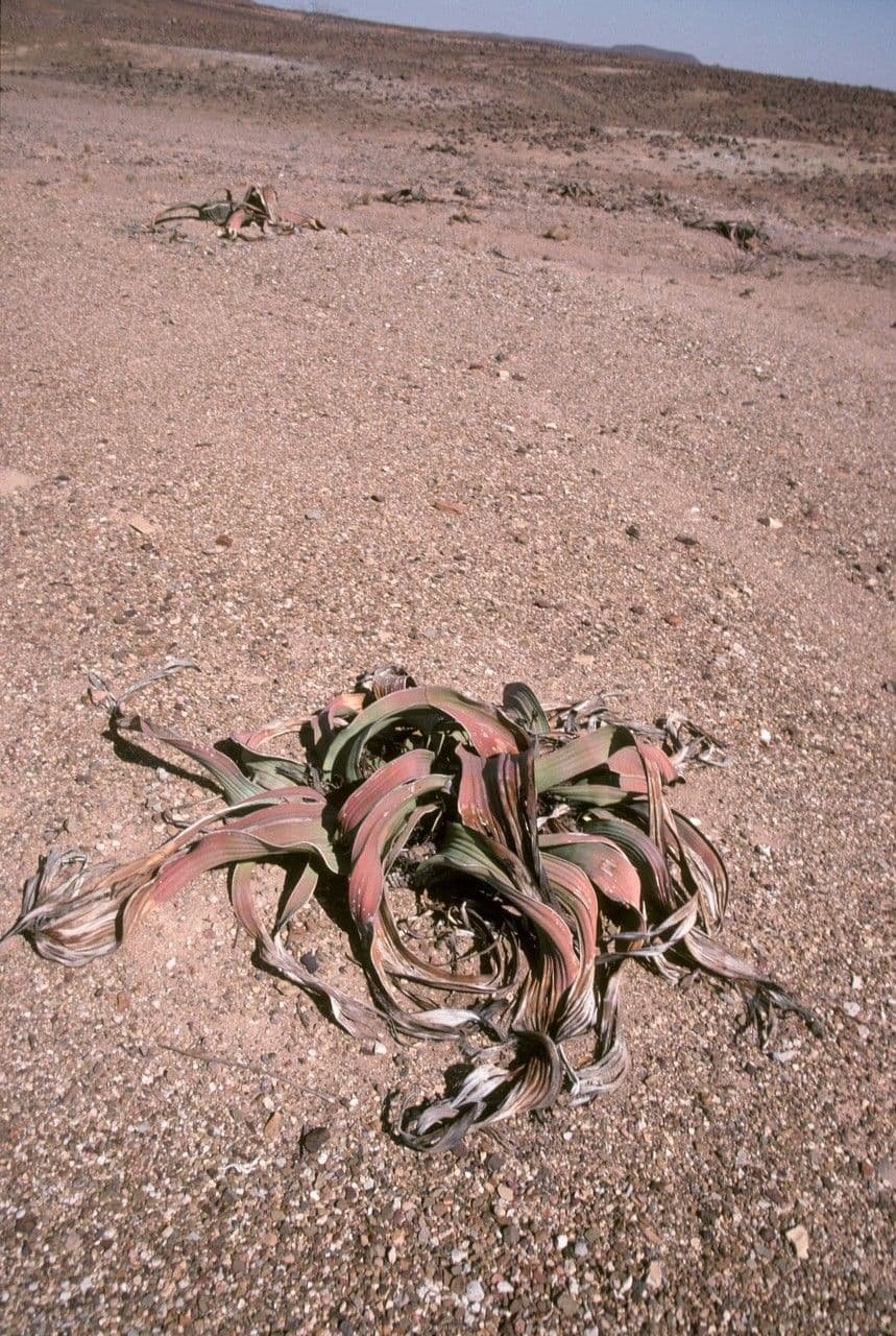 Welwitschia 26