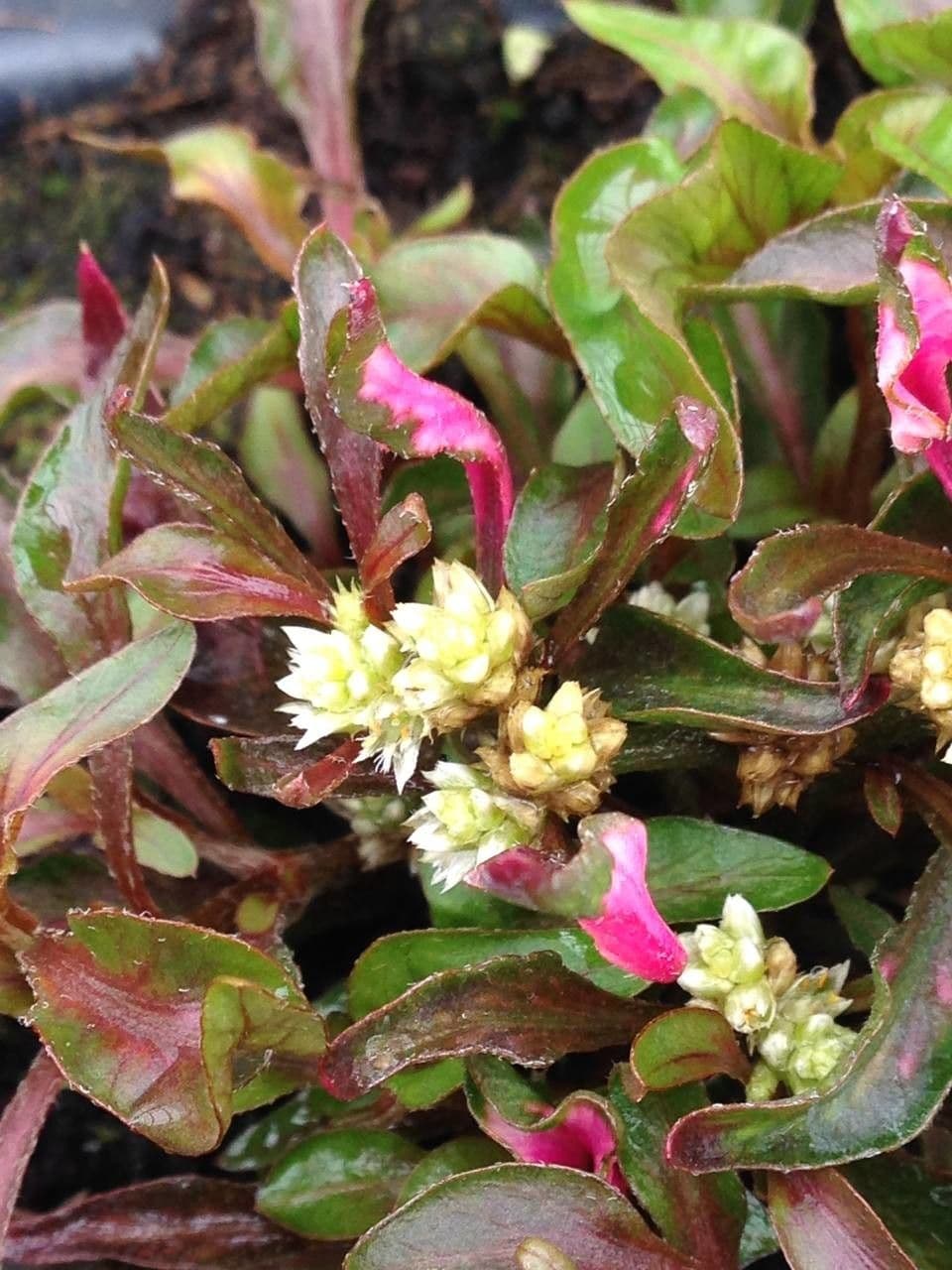 Bettzick-Blume 6