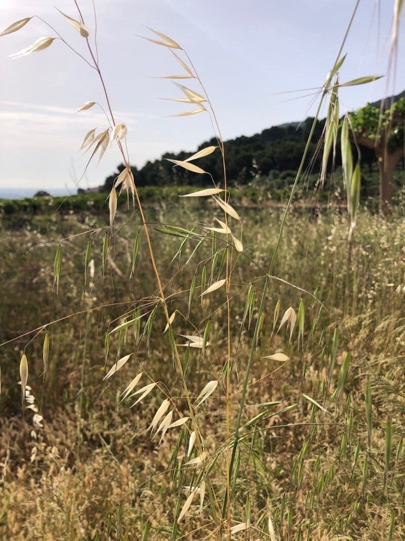 Avena maggiore 4