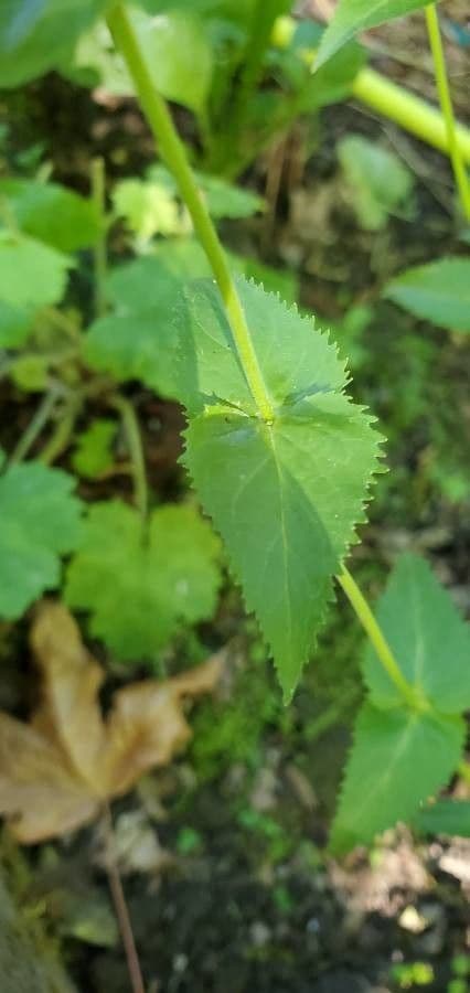 Sägeblättrige Bartblume 10