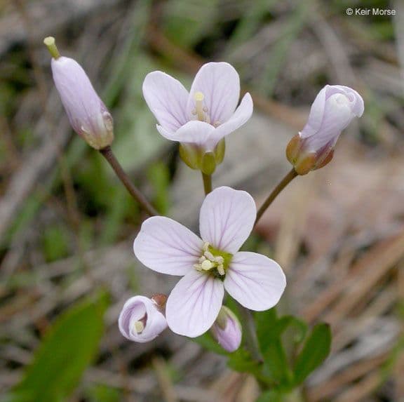 Cardamine di Nuttall 2