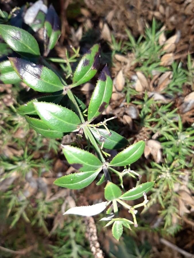 Wild madder 16