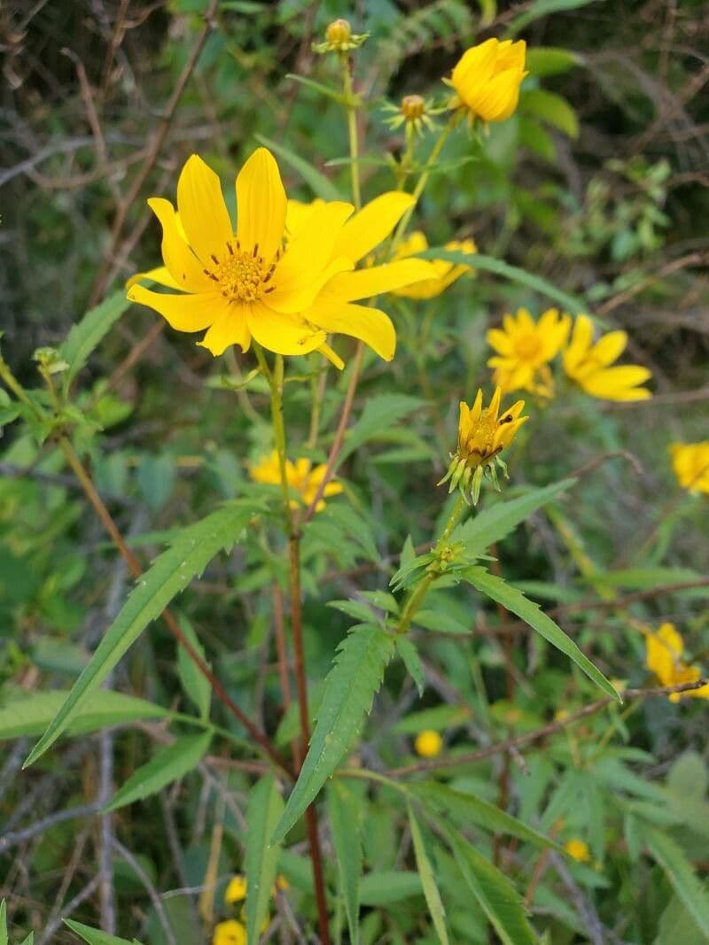 Bidens 11