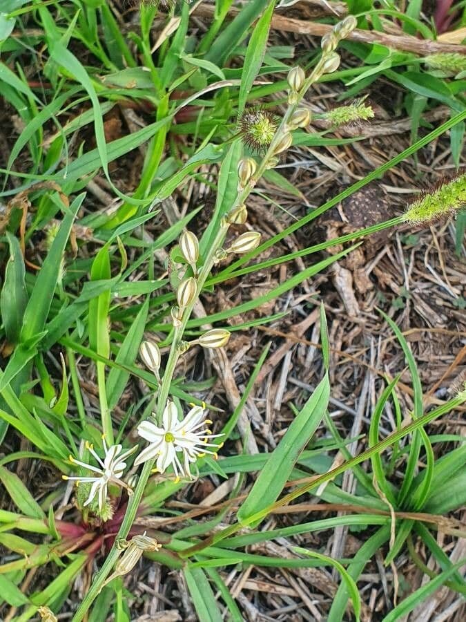 Trachyandra saltii 14
