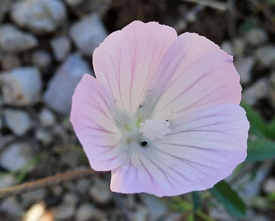 Malva di Creta 4