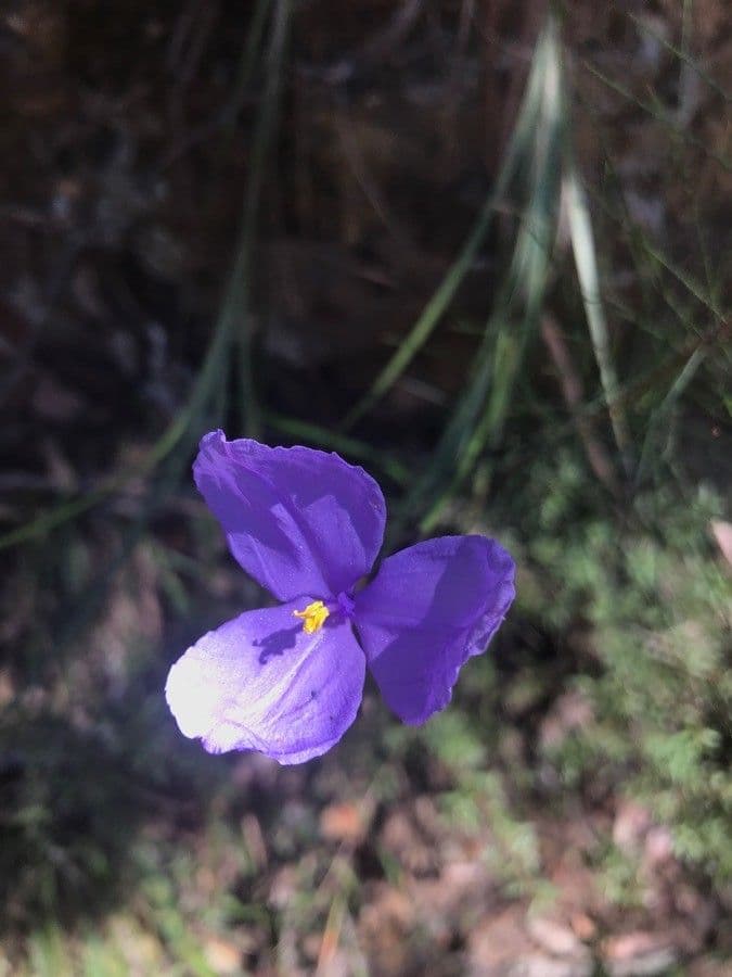 Patersonia glabrata