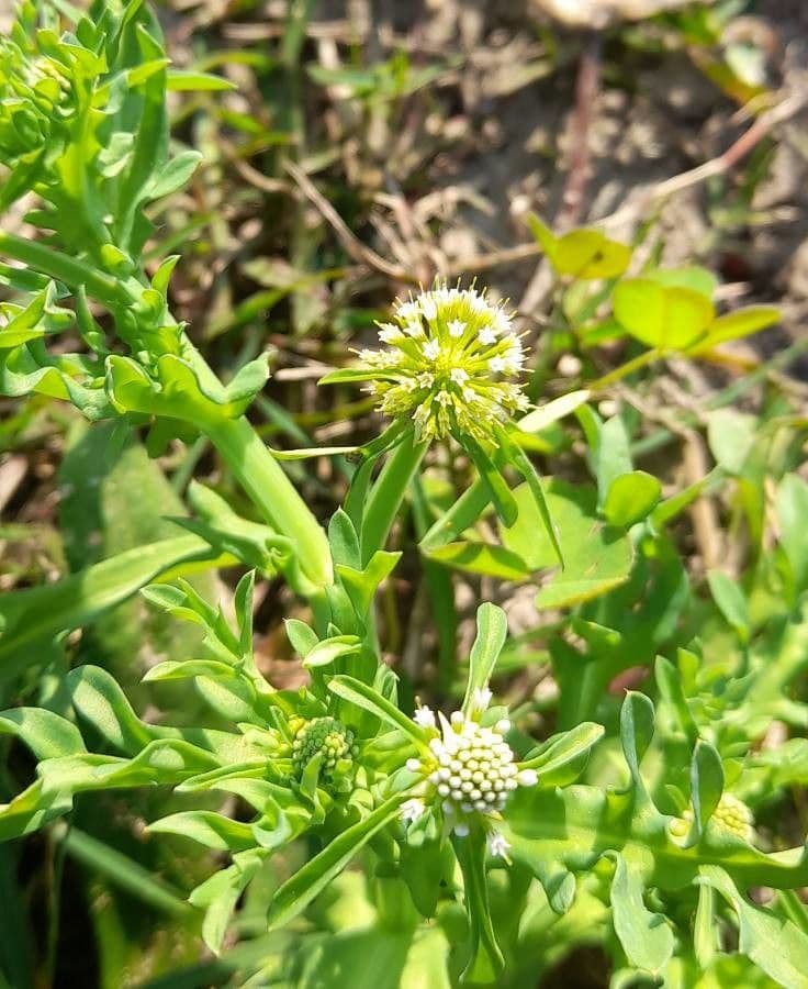 Acicarpha tribuloides 2