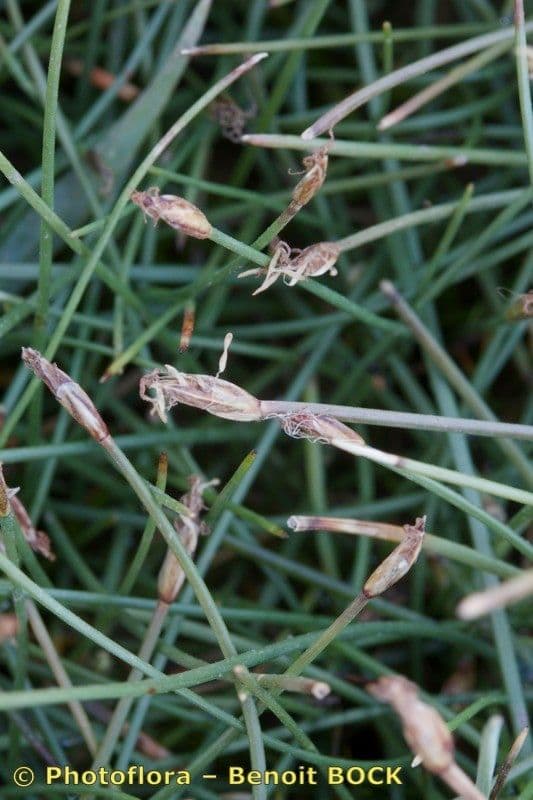 Giunco compressa 18