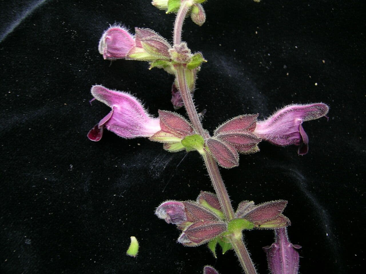 Salvia 3