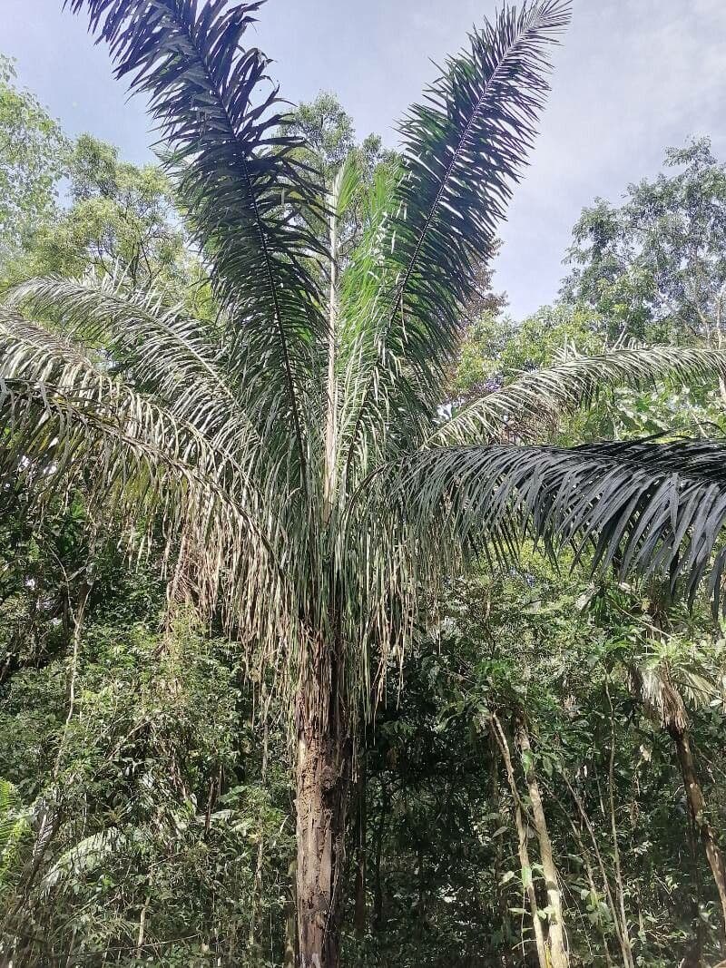 Palma Attalea 6