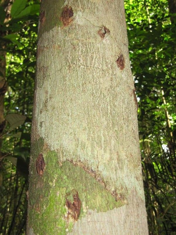 Spruce Cashew 10