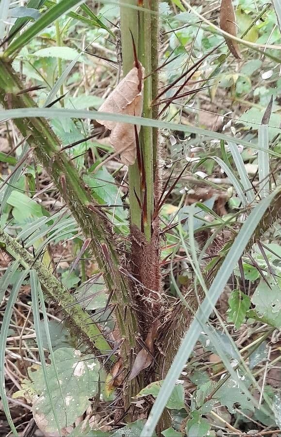 Palma da cocco gialla 18