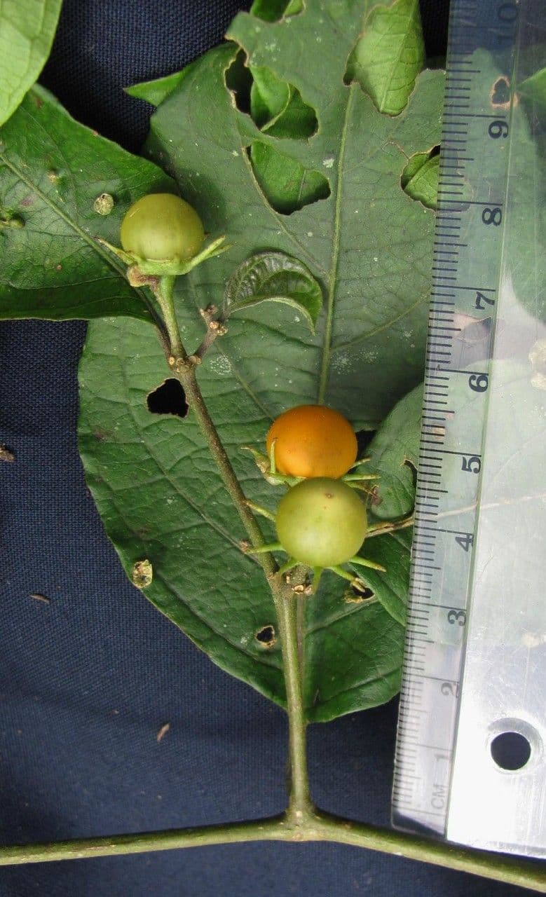 Lycianthes 5