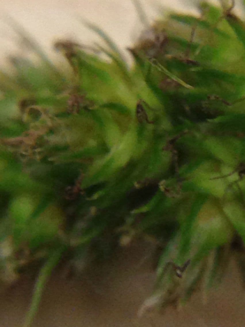 Carex vulpinoidea 14