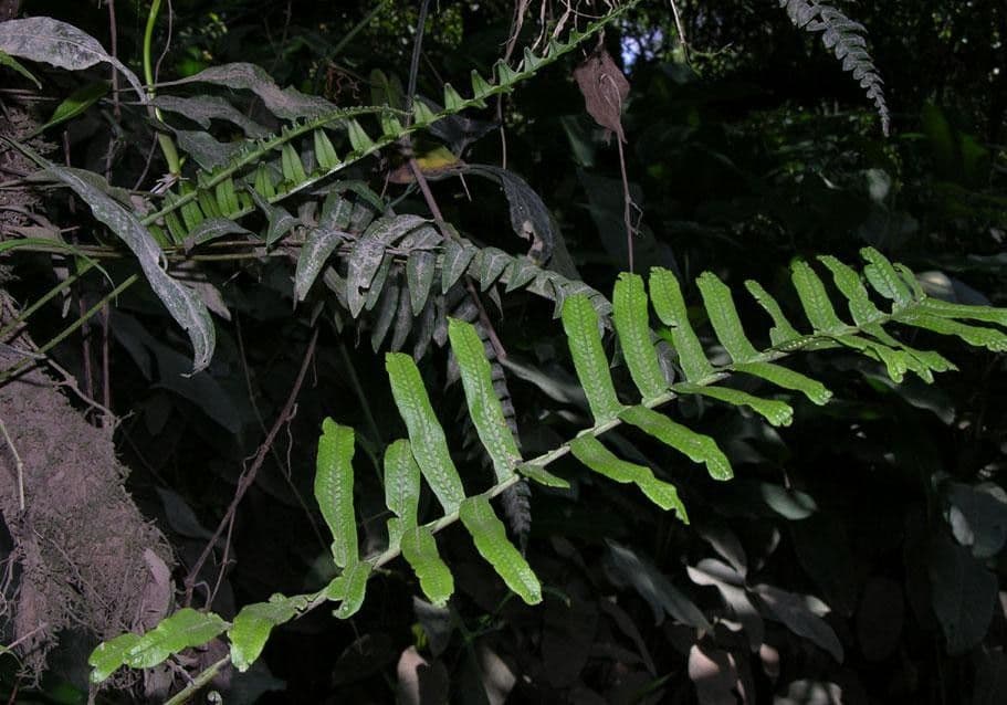 Serpocaulon 2