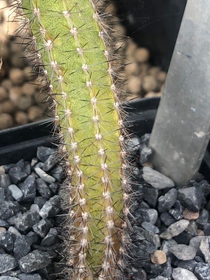 Pilosocereus